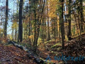 Natur, Wald, Herbst, Familien