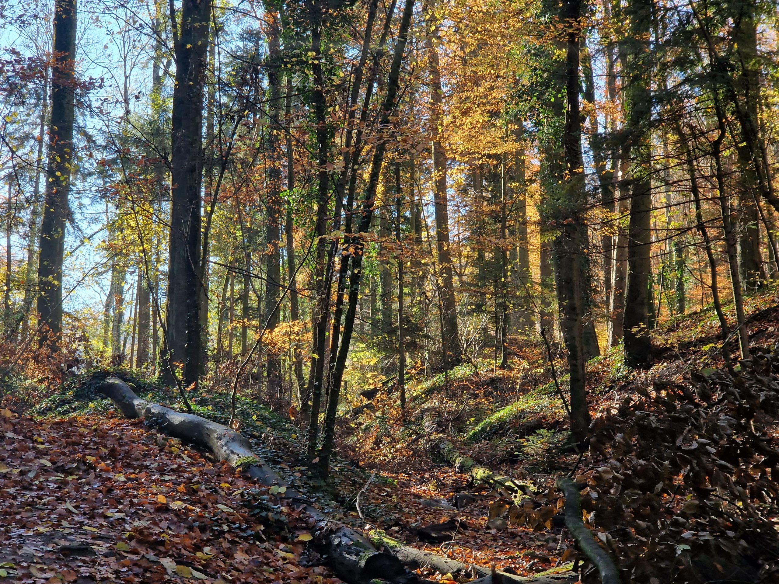 Natur, Wald, Herbst, Familien